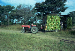 Zimbabwe’s Stalk Destruction Reprieve Expires