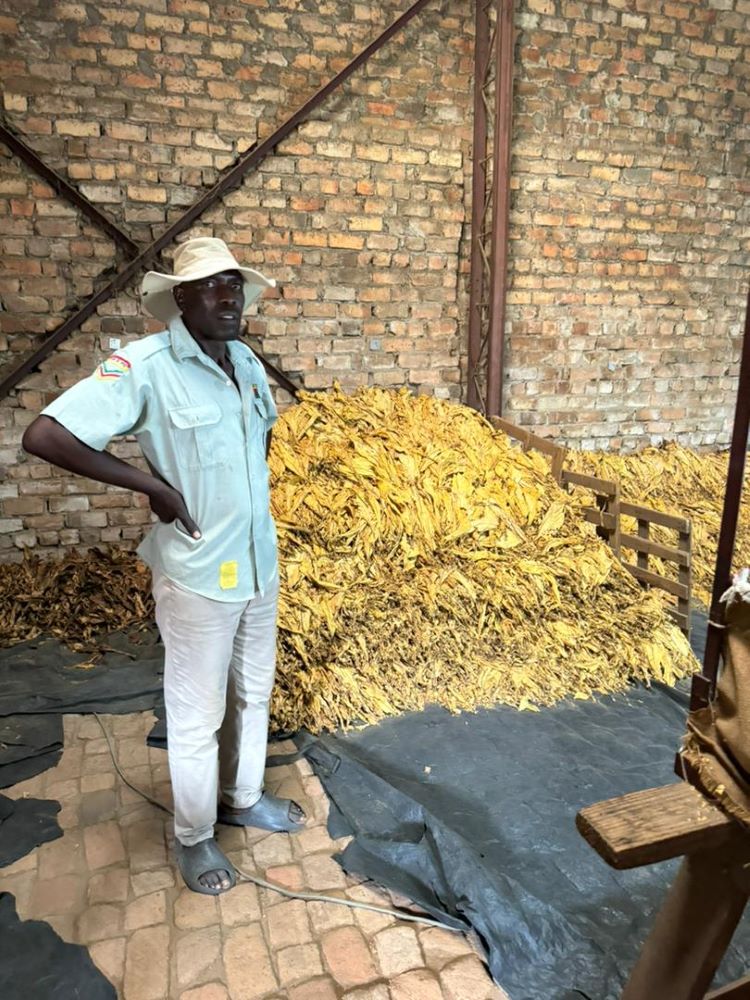 Zimbabwe Tobacco Production up 21% 