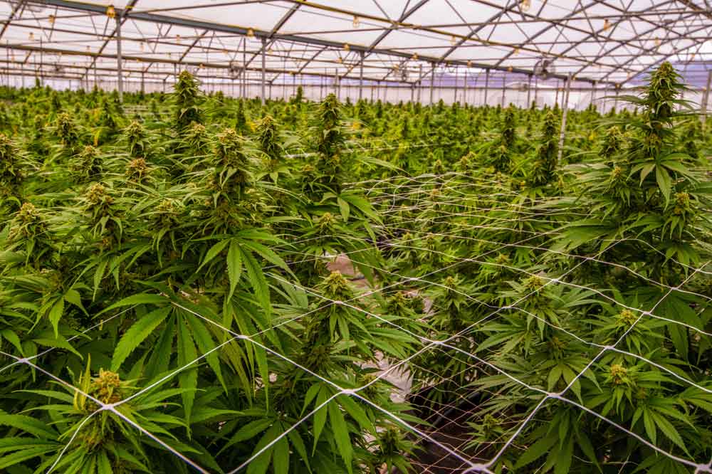 Marijuana More Popular in U.S. Than Cigarettes: Poll