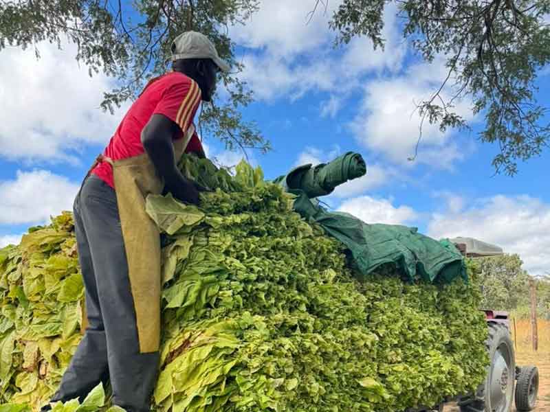 Farmers Earn $1.3 Million From Shisha Leaf