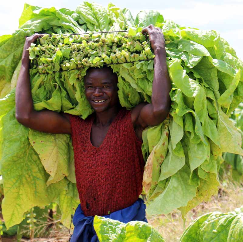 Zimbabwe Tops 300M Kg of Tobacco for First Time