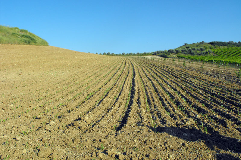 PTB Dissolution Hurts Farmers, Opens Illicit Market