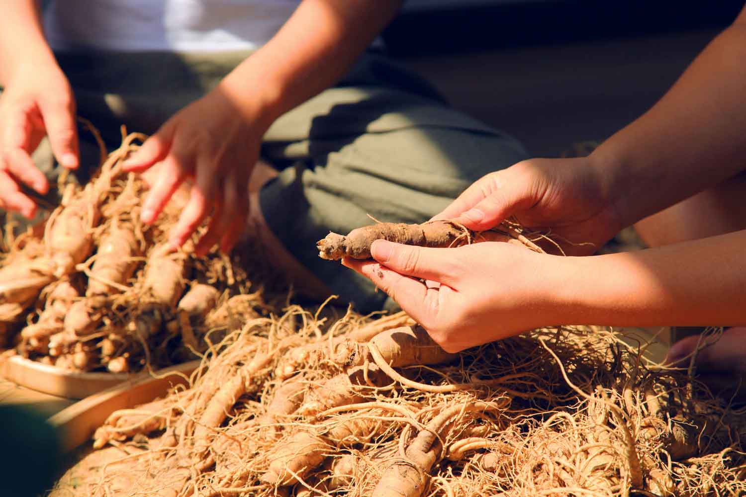 Flashlight Offers to Buy KT&G’s Ginseng Business