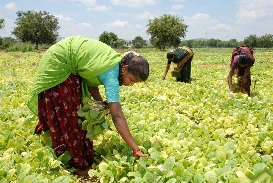 India Faces EU Sustainability Hurdles