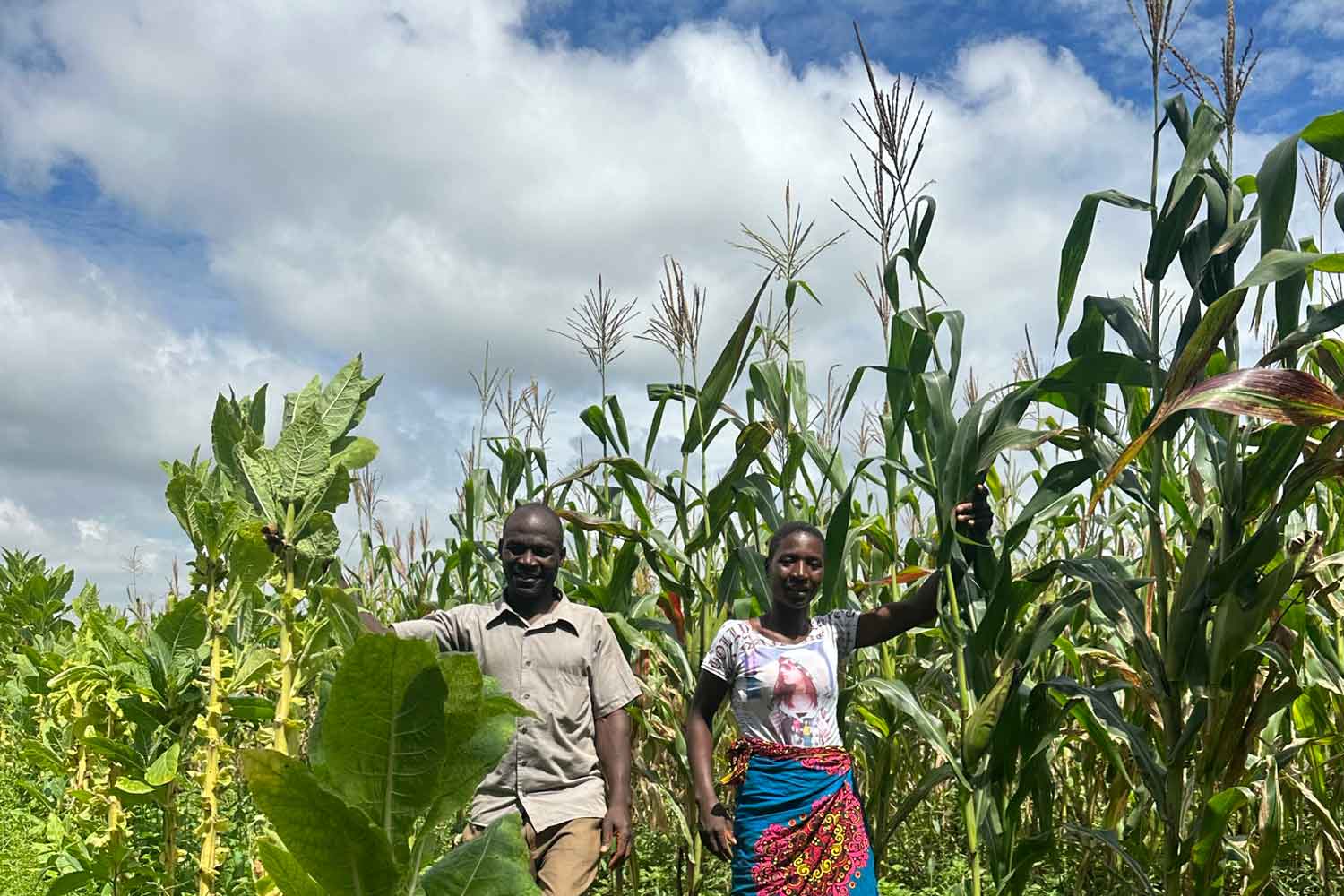 Malawi Government Urged to Take Over Tobacco Diversification Agenda 