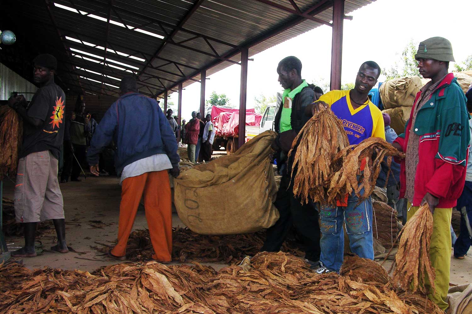 Mozambique Leaf Production Plunges