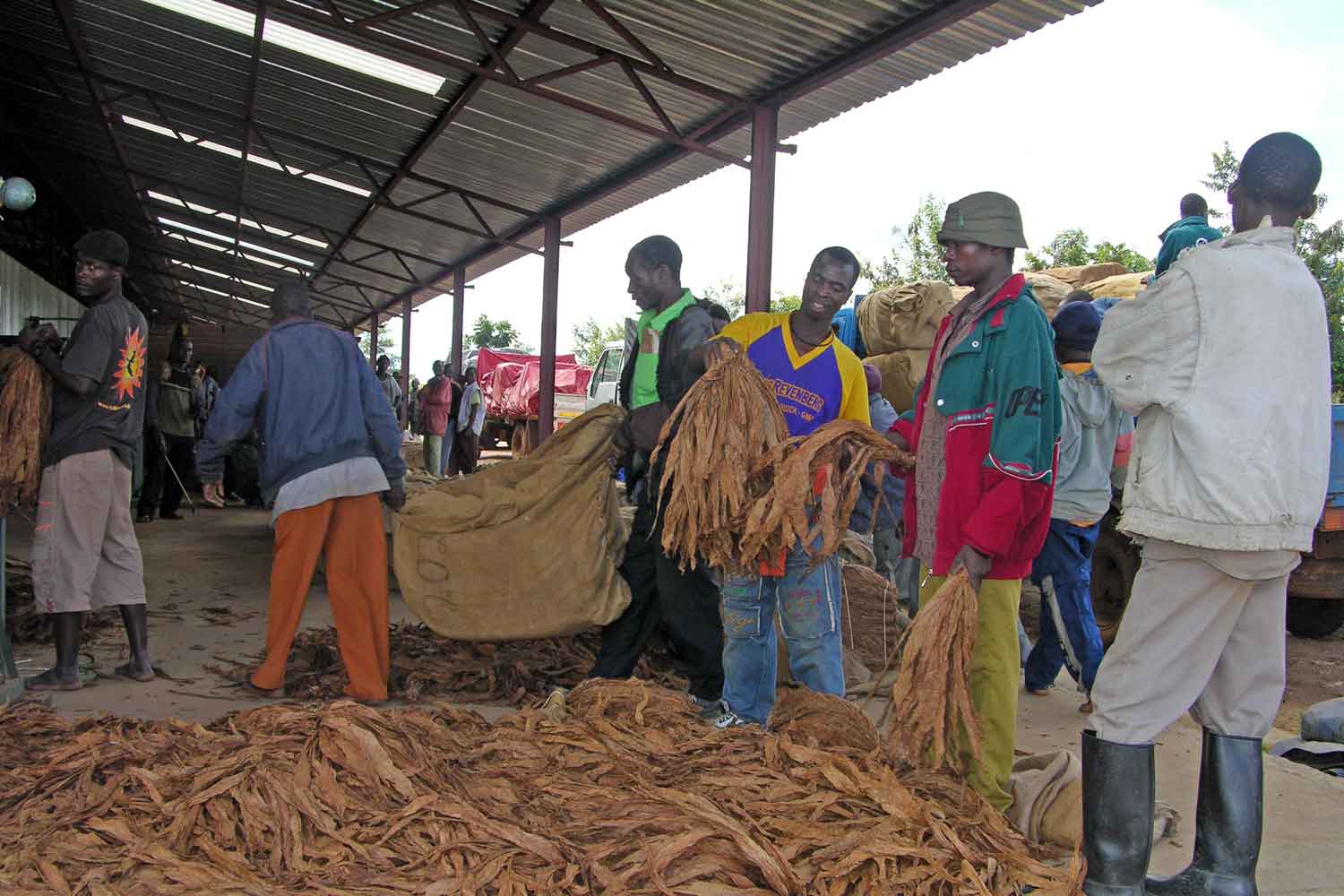 Mozambique’s Tobacco Export Surged 63% in 2024