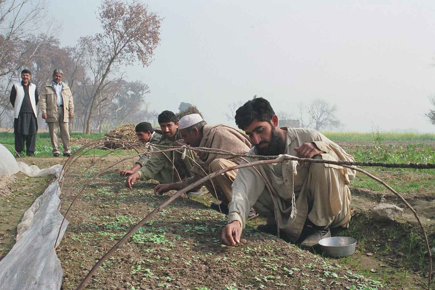 Pakistan Sets Prices to Stabilize Tobacco Crop