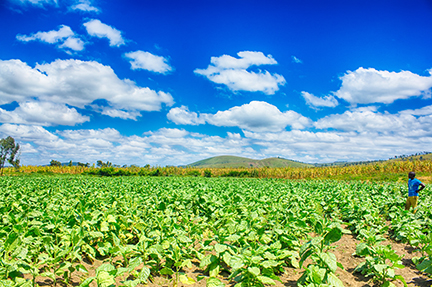 Tanzanian Tobacco Growing