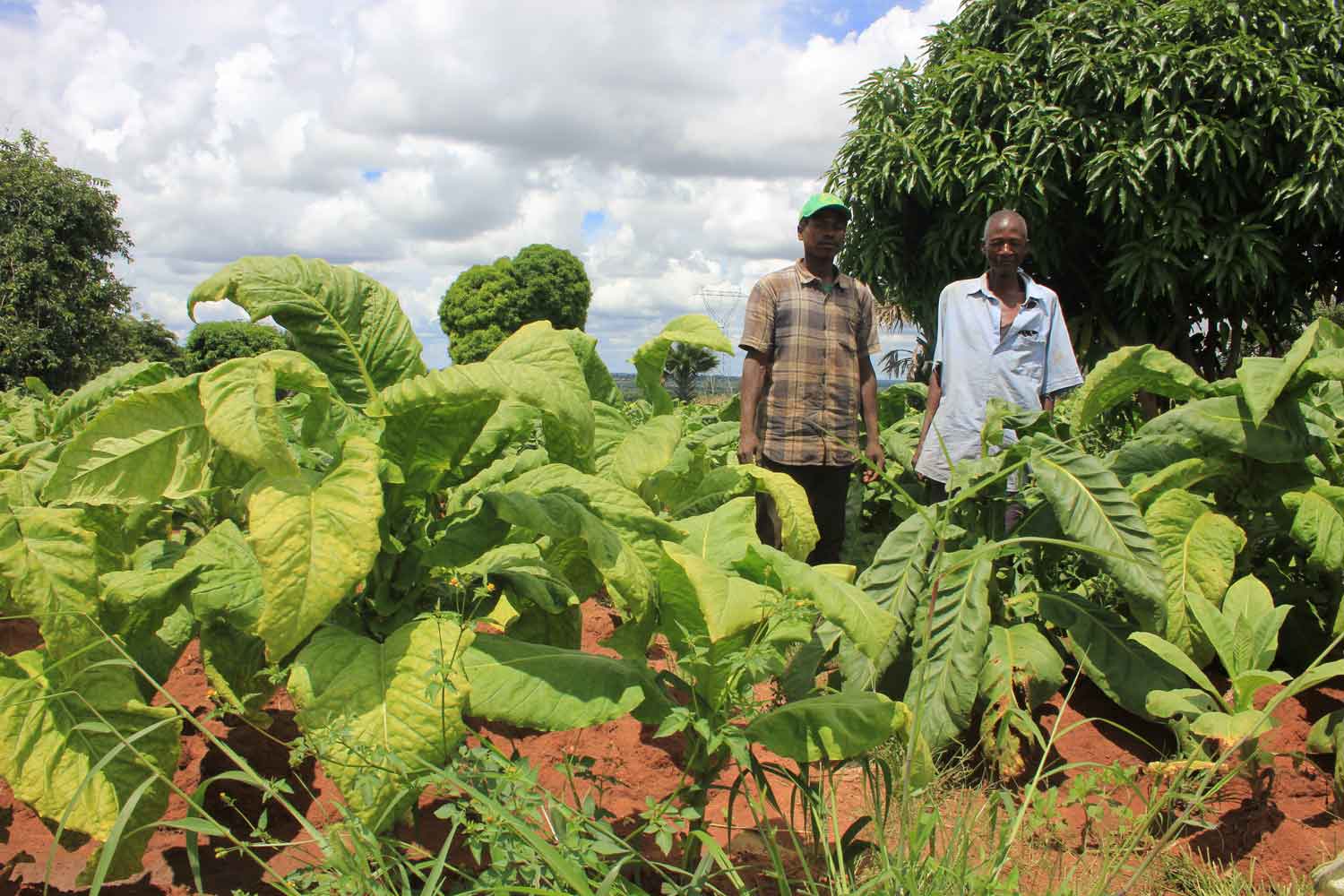 BAT Kenya Ups Leaf Price to Secure Supply