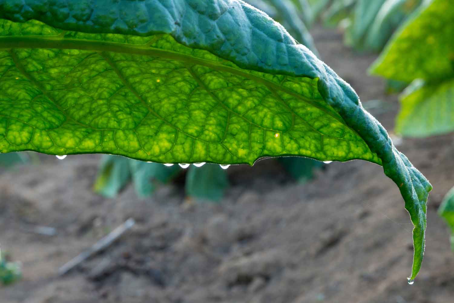 Study: Airborne Ultrasound Damages Tobacco  