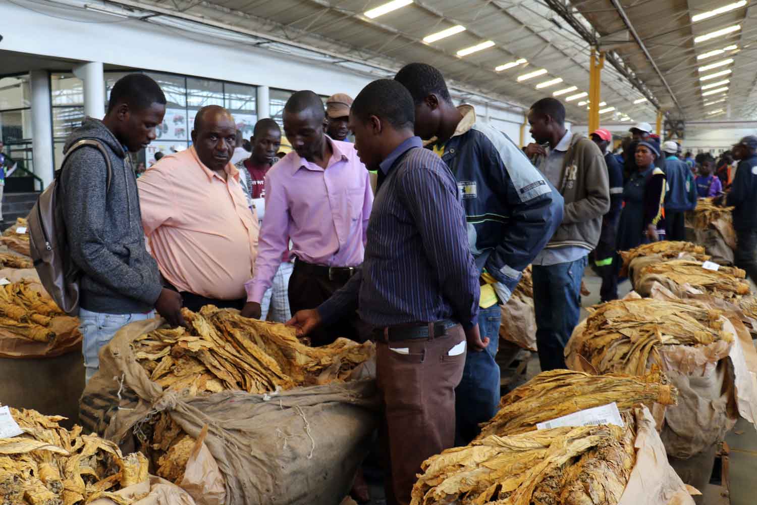 Zimbabwe Posts Single-Day Tobacco Sales Record