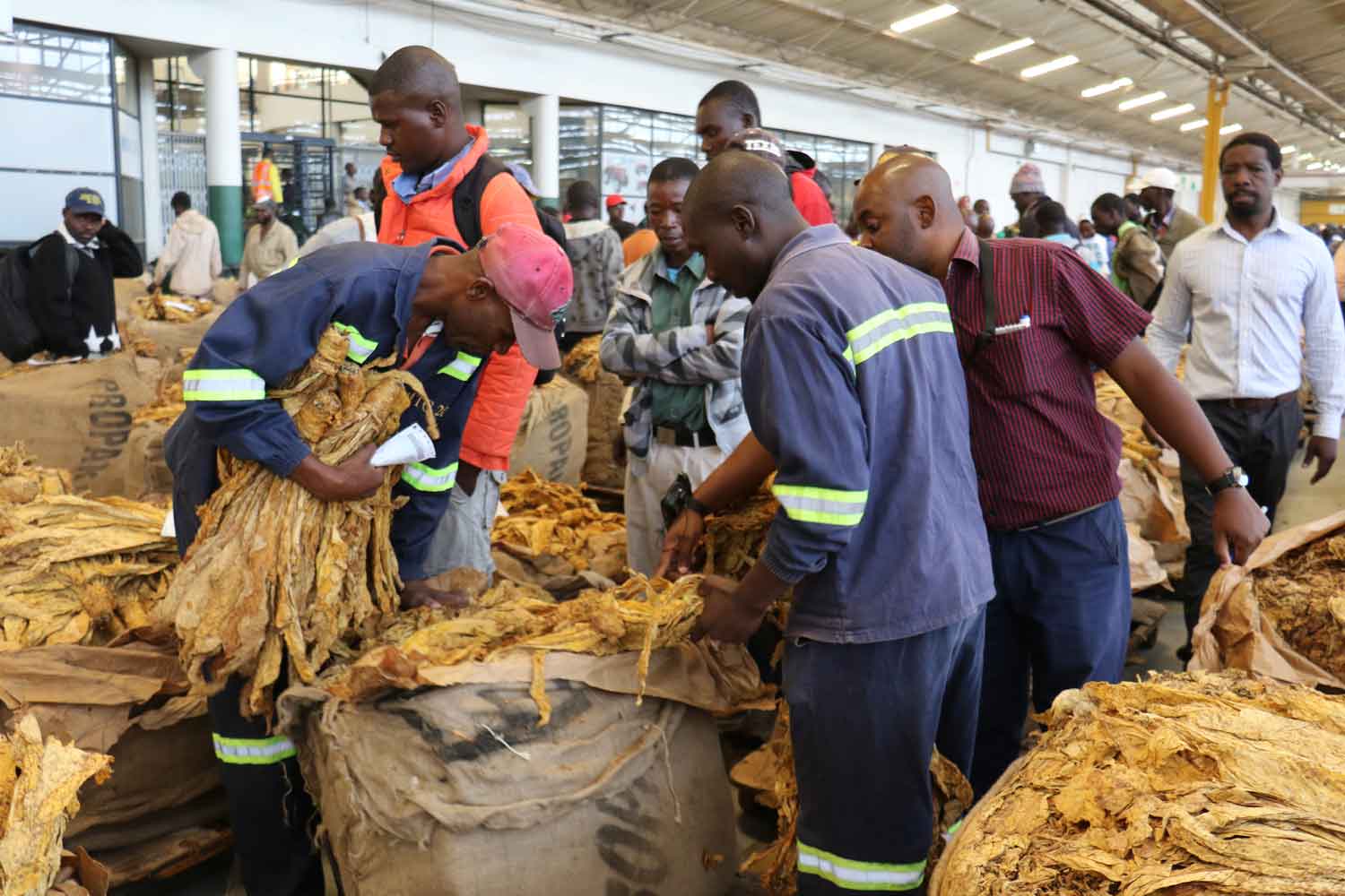 Zimbabwe Tobacco Market Picking Up Steam