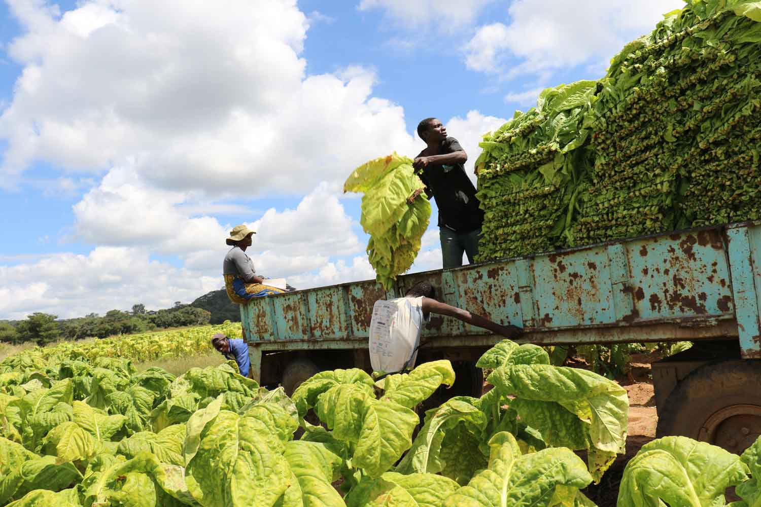 Zimbabwe Nearing Record Tobacco Target