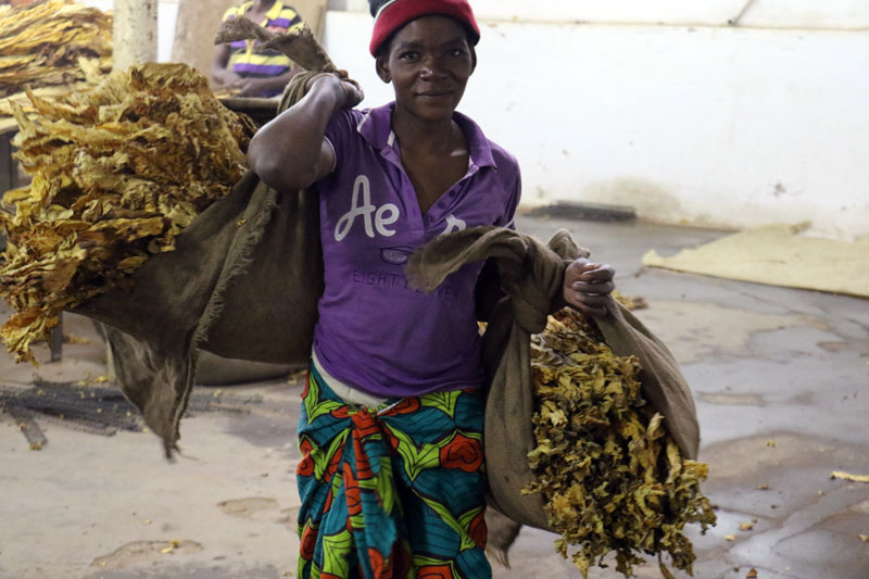 Zimbabwe: Grower’s Investment in Quality Pays Off